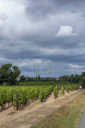 Foto de Viñedos típicos cerca de Pomerol, Aquitania, Francia - Imagen libre de derechos