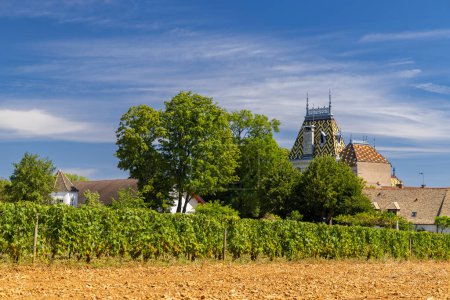 Typical vineyards near Aloxe-Corton, Cote de Nuits, Burgundy, France