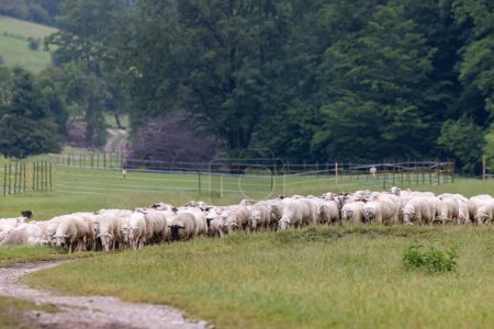 Foto de Sheep herd in National park Muranska Planina, Slovakia - Imagen libre de derechos