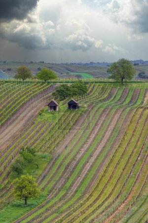 Photo for Spring vineyard near Cejkovice, Southern Moravia, Czech Republic - Royalty Free Image
