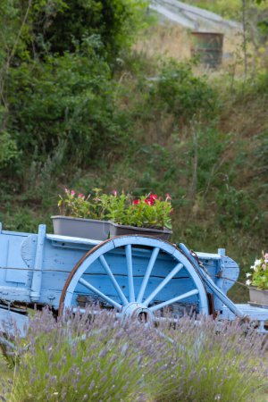 Foto de Carro de madera azul con lavanda en Provenza, Francia - Imagen libre de derechos