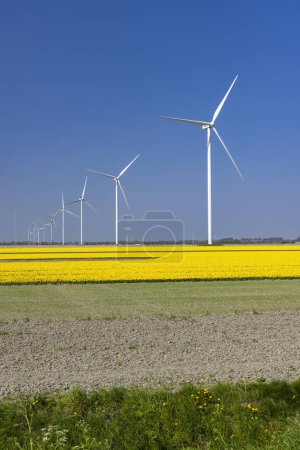 Foto de Aerogeneradores con campo de tulipanes amarillo en Holanda Septentrional, Países Bajos - Imagen libre de derechos