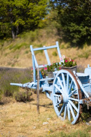 Photo for Blue wooden cart with lavenders - Royalty Free Image