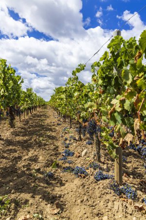 Foto de Reducción de la maduración de uvas para producir vinos de la más alta calidad en Burdeos, Francia - Imagen libre de derechos