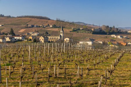 Foto de Spring vineyards near Chenas in Beaujolais, Burgundy, France - Imagen libre de derechos