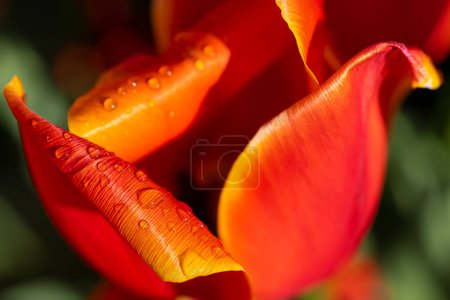 Téléchargez les photos : Macro shot of tulip with water drops, Keukenhof flower garden, Lisse, Netherlands - en image libre de droit
