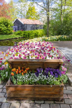Foto de Keukenhof jardín de flores - parque de tulipanes más grande del mundo, Lisse, Países Bajos - Imagen libre de derechos