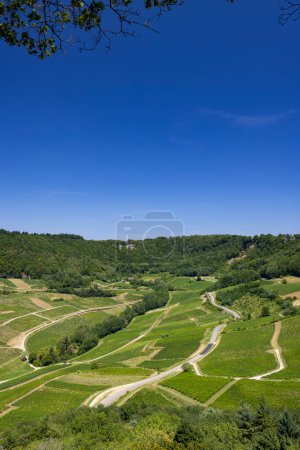 Photo for Vineyards near Chateau Chalon, Department Jura, Franche-Comte, France - Royalty Free Image