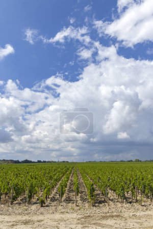 Téléchargez les photos : Vignobles typiques près de Château Dauzac, Margaux, Medoc, Bordeaux, Aquitaine, France - en image libre de droit