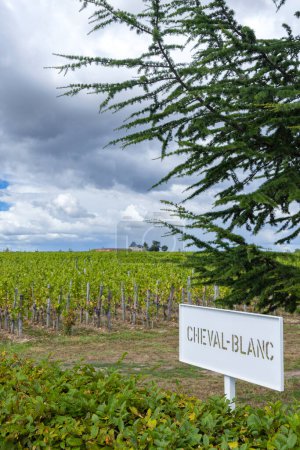 Foto de Viñedos típicos (1er Grand Cru Classe A) cerca de Chateau Cheval Blanc, Saint-Emilion, Aquitania, Francia - Imagen libre de derechos