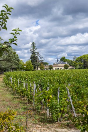 Téléchargez les photos : Vignobles typiques (1er Grand Cru Classe A) près de Château Cheval Blanc, Saint-Emilion, Aquitaine, France - en image libre de droit