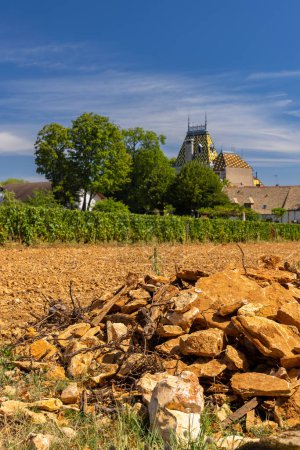 Foto de Viñedos típicos cerca de Aloxe-Corton, Costa de Nuits, Borgoña, Francia - Imagen libre de derechos