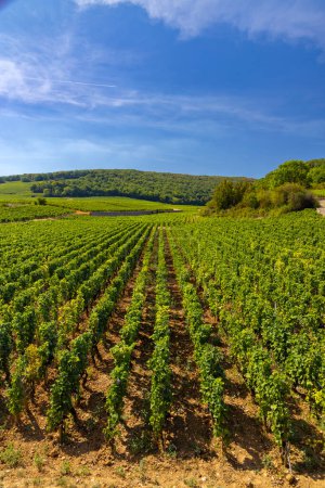 Photo for Typical vineyards near Clos de Vougeot, Cote de Nuits, Burgundy, France - Royalty Free Image