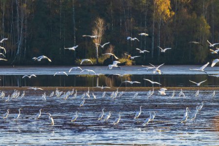 Foto de Garza blanca, (Ardea alba, Egretta alba), paisaje otoñal en la región de Trebonsko, Bohemia del Sur, República Checa - Imagen libre de derechos