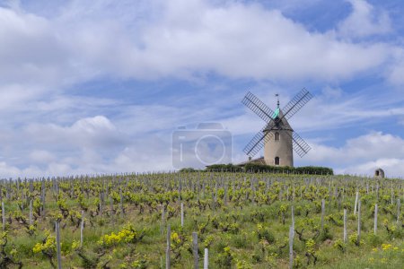 Téléchargez les photos : Moulin à vent (Moulin a vent de Romaneche-Thorins), Chenas, Beaujolais, Saone-et-Loire, Bourgogne-Franche-Comte, France - en image libre de droit