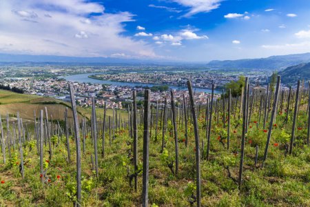 Foto de Grand cru vineyard, Tain l 'Hermitage, Rhone-Alpes, Francia - Imagen libre de derechos