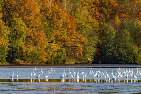 Téléchargez les photos : Héron blanc, (Ardea alba, Egretta alba), paysage d'automne dans la région de Trebonsko, Bohême du Sud, République tchèque - en image libre de droit
