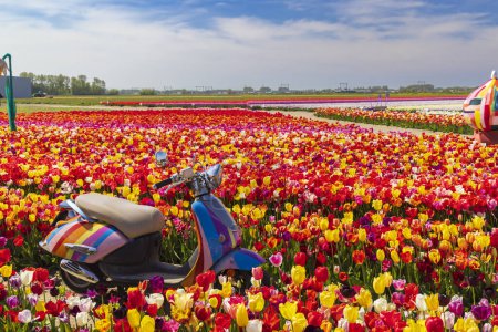 Téléchargez les photos : Champ de tulipes avec moto près de Keukenhof, Pays-Bas - en image libre de droit