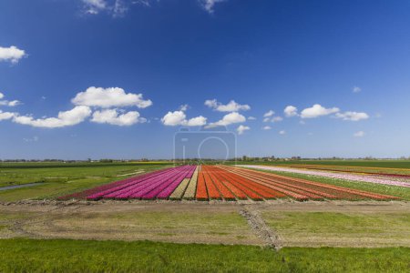 Téléchargez les photos : Field of tulips near Alkmaar, The Netherlands - en image libre de droit