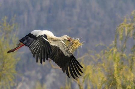 Téléchargez les photos : White stork (ciconia ciconia), early spring near Hunawihr, Alsace, France - en image libre de droit
