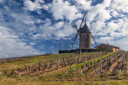 Photo for Spring vineyards with Chenas windmill in Beaujolais, Burgundy, France - Royalty Free Image