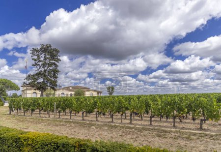 Téléchargez les photos : Vignobles typiques près de Château Petrus, Pomerol, Aquitaine, France - en image libre de droit