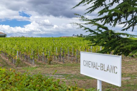 Foto de Viñedos típicos (1er Grand Cru Classe A) cerca de Chateau Cheval Blanc, Saint-Emilion, Aquitania, Francia - Imagen libre de derechos