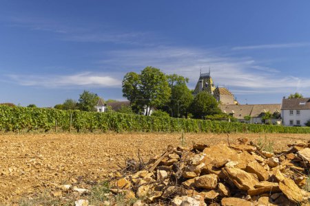 Photo for Typical vineyards near Aloxe-Corton, Cote de Nuits, Burgundy, France - Royalty Free Image