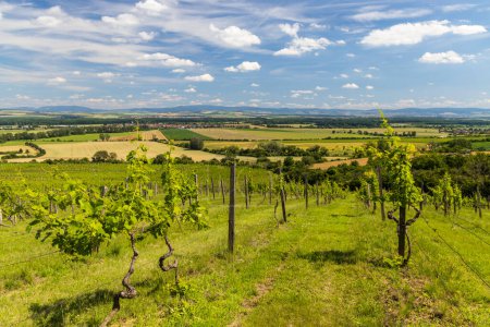 Téléchargez les photos : Vignobles près de Polesovice, Moravie du Sud, République tchèque - en image libre de droit
