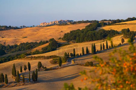 Téléchargez les photos : Cipressi di Monticchielo, Paysage toscan typique près de Montepulciano, Italie - en image libre de droit