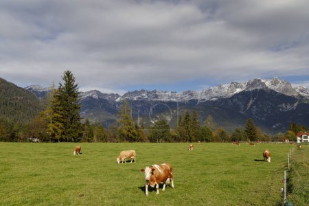 Photo for Pasture with cows under Austrian Alps nearby Bischofshofen - Royalty Free Image