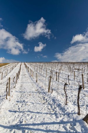 Téléchargez les photos : Paysage avec vignobles, Slovaquie, Moravie du Sud, République tchèque - en image libre de droit