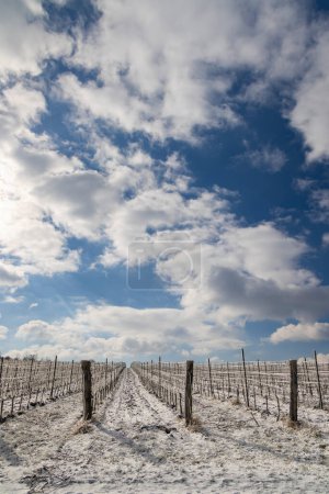 Foto de Viña de invierno cerca de Mikulov, región de Palava, sur de Moravia, República Checa - Imagen libre de derechos