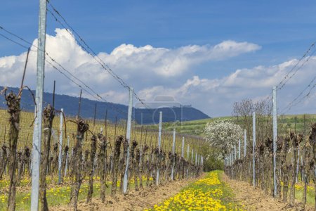 Téléchargez les photos : Spring vineyards under Palava near Milovice, Southern Moravia, Czech Republic - en image libre de droit