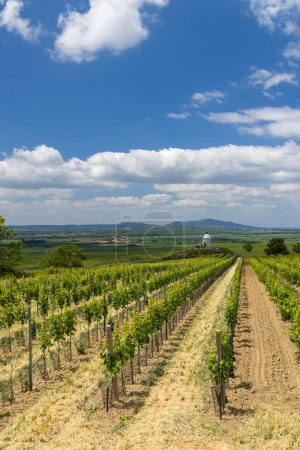Foto de Viñedo cerca de Velke Bilovice, Moravia del Sur, República Checa - Imagen libre de derechos