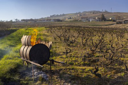 Foto de Spring vineyards near Givry, Burgundy, France - Imagen libre de derechos