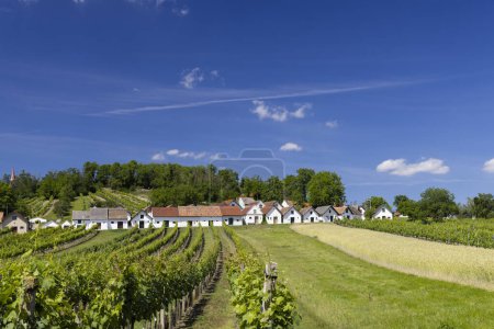 Foto de Traditional wine cellars with vineyard in Galgenberg near Wildendurnbach, Lower Austria, Austria - Imagen libre de derechos