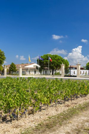 Téléchargez les photos : Vignobles typiques près de Château Dauzac, Margaux, Medoc, Bordeaux, Aquitaine, France - en image libre de droit