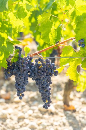 Téléchargez les photos : Vignobles avec Cabernet Sauvignon près de Château Dauzac, Margaux, Médoc, Bordeaux, Aquitaine, France - en image libre de droit