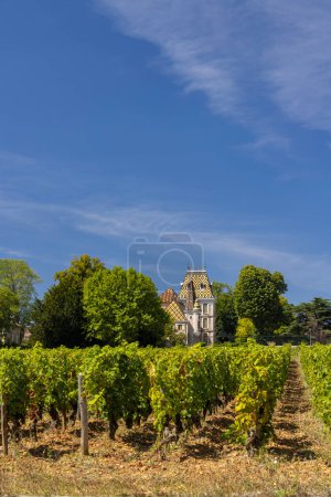 Foto de Viñedos típicos cerca de Aloxe-Corton, Costa de Nuits, Borgoña, Francia - Imagen libre de derechos
