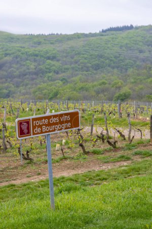 Foto de Ruta del vino cerca de Saint-Veran y Macon, Borgoña, Francia - Imagen libre de derechos