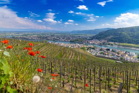 Photo for Grand cru vineyard, Tain l'Hermitage, Rhone-Alpes, France - Royalty Free Image