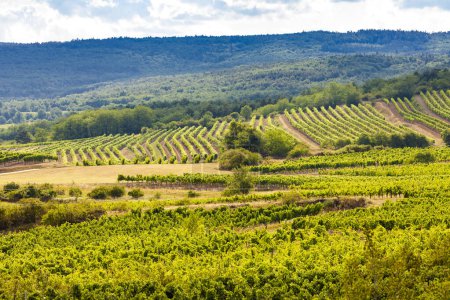 Photo for Landscape with vineyards near Retz, Lower Austria, Austria - Royalty Free Image
