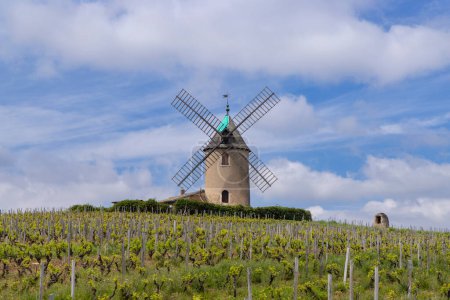 Téléchargez les photos : Moulin à vent (Moulin a vent de Romaneche-Thorins), Chenas, Beaujolais, Saone-et-Loire, Bourgogne-Franche-Comte, France - en image libre de droit