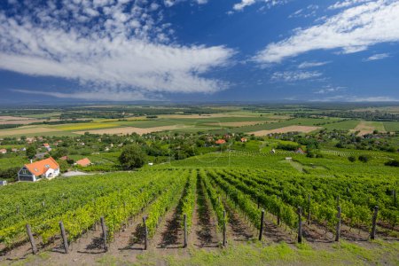 Téléchargez les photos : Vignoble à Somlo (Somlyo) colline, comté de Veszprem, Hongrie - en image libre de droit
