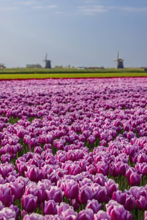 Téléchargez les photos : Field of tulips with Ondermolen windmill near Alkmaar, The Netherlands - en image libre de droit