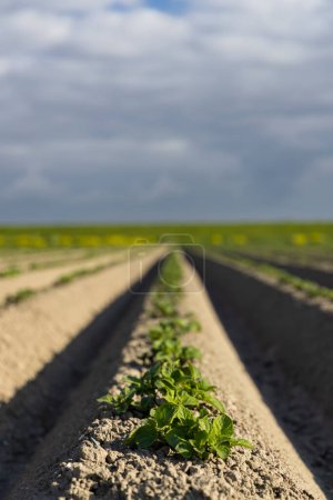 Foto de Vista de primavera del campo de patatas justo después de la plantación, Países Bajos - Imagen libre de derechos