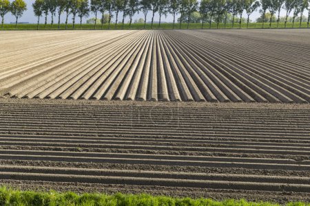 Téléchargez les photos : Spring view of potato field just after planting, Netherlands - en image libre de droit
