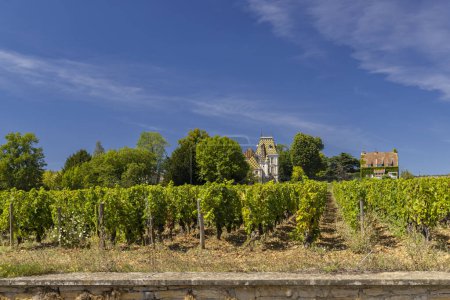 Téléchargez les photos : Vignobles typiques près de Aloxe-Corton, Côte de Nuits, Bourgogne, France - en image libre de droit