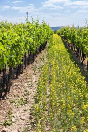 Téléchargez les photos : Vignoble de printemps près de Svatoborice-Mistrin, Moravie du Sud, République tchèque - en image libre de droit